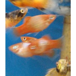 Platy Blå rød  dansk opdrættet